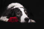 black-tri Australian Shepherd