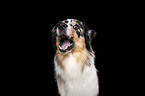 female Australian Shepherd