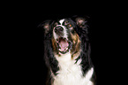 female Australian Shepherd