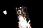 female Australian Shepherd