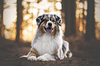 male Australian Shepherd