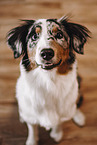 Australian Shepherd