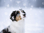 young Australian Shepherd in snow