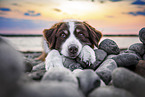 male Australian Shepherd