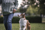 Australian Shepherd at dog sport