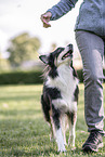Australian Shepherd at dog sport
