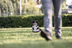 Australian Shepherd at dog sport