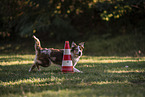 Australian Shepherd at dog sport