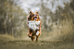 male Australian Shepherd