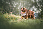 male Australian Shepherd