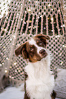 young Australian Shepherd