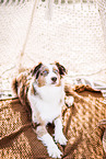 female Australian Shepherd