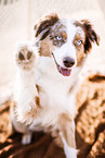 female Australian Shepherd
