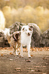 Australian Shepherd in autummn