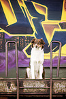 Australian Shepherd