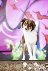 Australian Shepherd