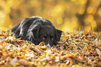 Australian Shepherd in autummn