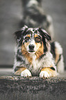 male Australian Shepherd