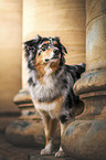 male Australian Shepherd