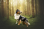 male Australian Shepherd