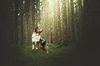 male Australian Shepherd