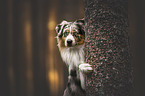 male Australian Shepherd