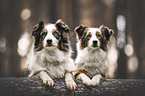 Australian Shepherds