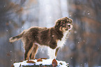 female Australian Shepherd
