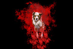 Australian Shepherd