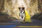 Australian Shepherd