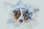 male Australian Shepherd