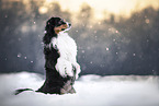 adult Australian Shepherd