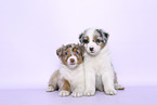 Australian Shepherd Puppies