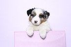 Australian Shepherd Puppy