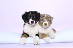 Australian Shepherd Puppies