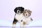 Australian Shepherd Puppies