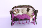 Australian Shepherd Puppy