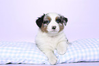 Australian Shepherd Puppy