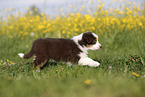 Australian Shepherd Puppy