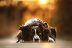 adult Australian Shepherd