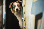 adult Australian Shepherd