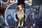 adult Australian Shepherd
