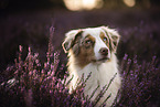 adult Australian Shepherd