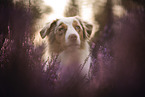 adult Australian Shepherd