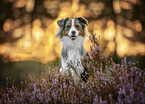 adult Australian Shepherd