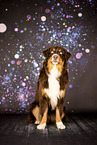 adult Australian Shepherd