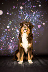 adult Australian Shepherd