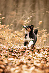 Australian Shepherd Puppy