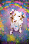 adult Australian Shepherd