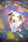 adult Australian Shepherd